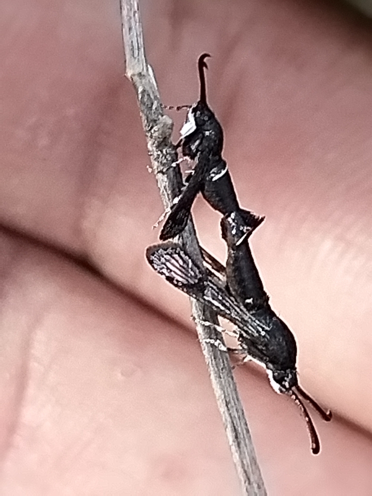 Mesquite Clearwing Moth