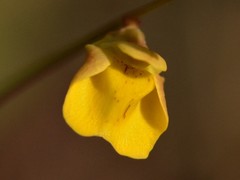 Utricularia chrysantha