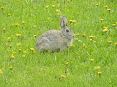 Sylvilagus nuttallii