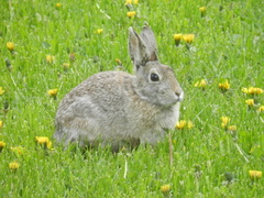 Sylvilagus nuttallii