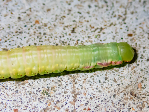 Angulose Prominent photo 4
