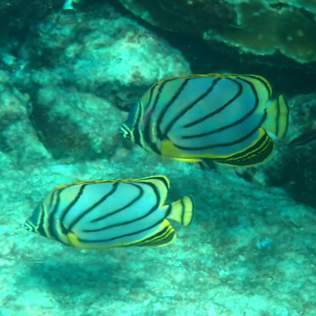 Scrawled butterflyfish
