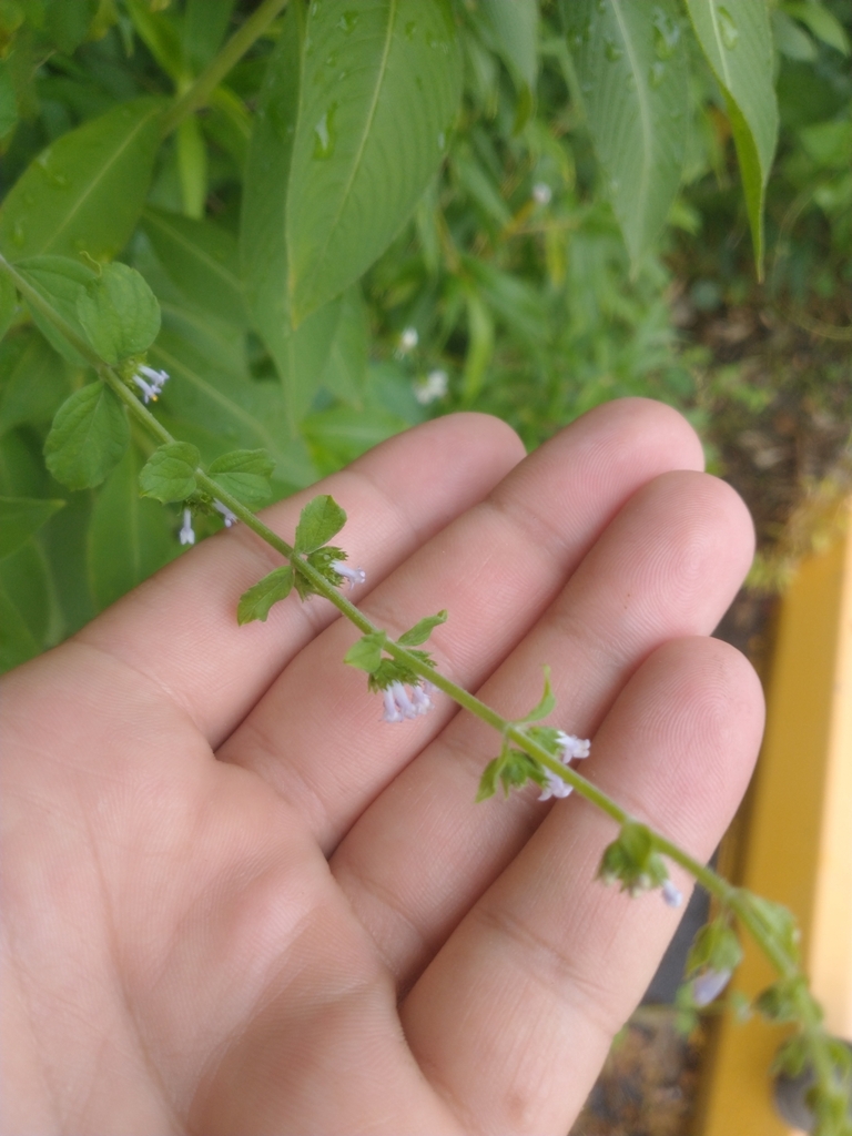 Cantinoa mutabilis; photograph i like lizards, CC BY, iNaturalist via GBIF