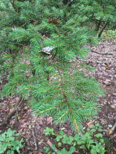 red spruce (Picea rubens)
