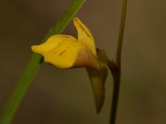 Utricularia chrysantha