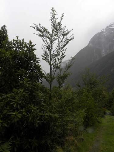 Image of Nothofagus nitida by (c) Cesar Ormazabal, some rights reserved (CC BY)