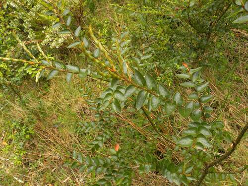 Image of Nothofagus nitida by (c) Cesar Ormazabal, some rights reserved (CC BY)