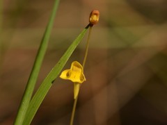 Utricularia chrysantha