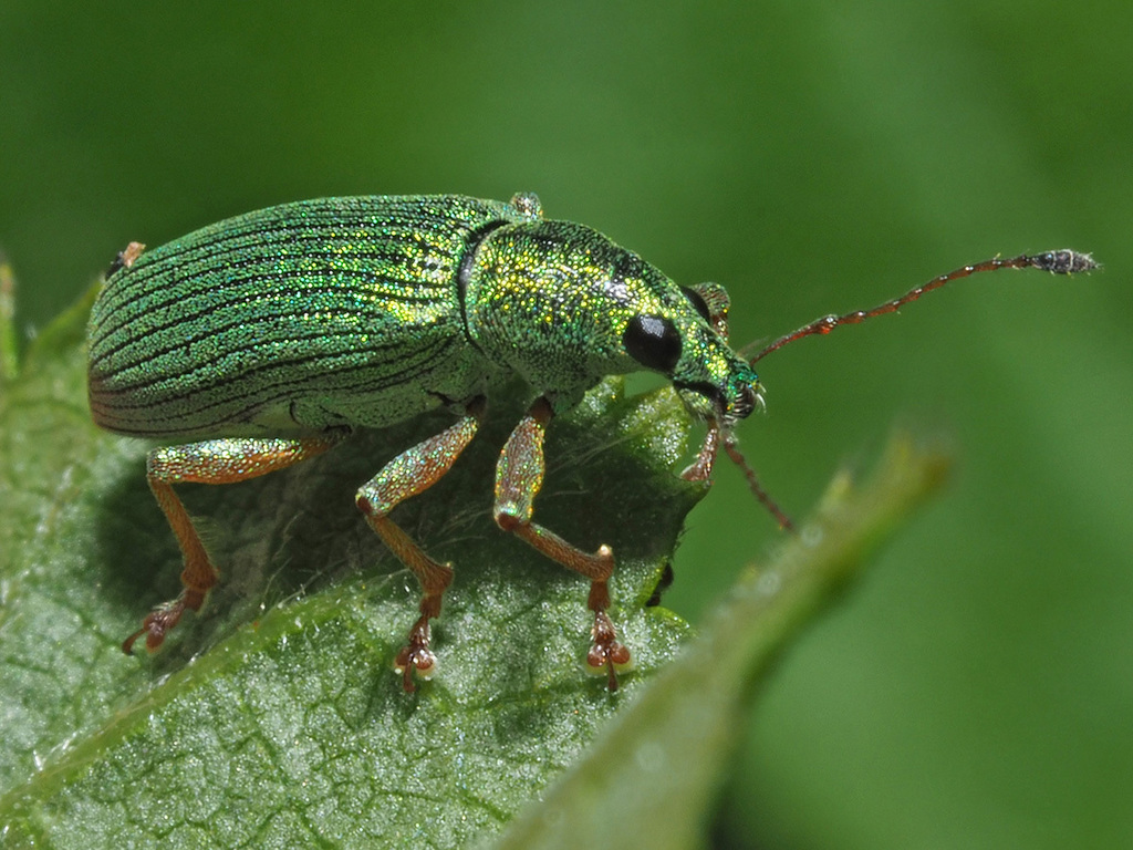 Eudipnus