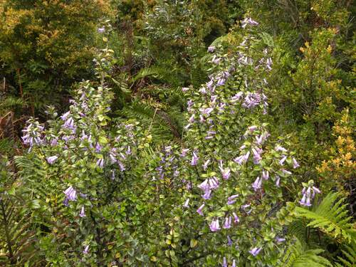 Image of Rhaphithamnus spinosus by (c) Cesar Ormazabal, some rights reserved (CC BY)