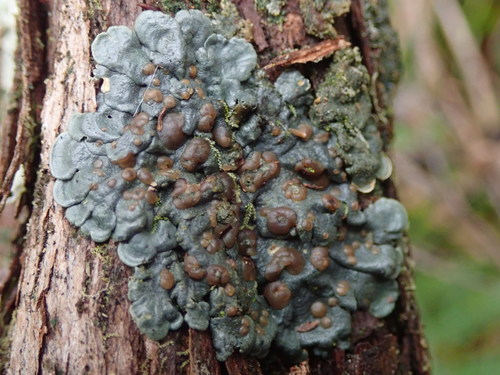 Representative image of Coccocarpiaceae