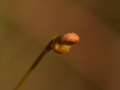 Utricularia chrysantha