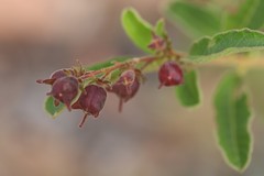 Dodonaea hispidula