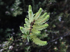 Pimelea orthia