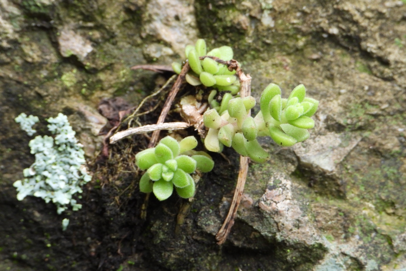 Imagem de sedum