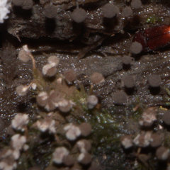 Cribraria intricata