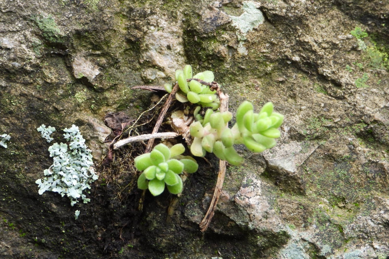 Imagem de sedum