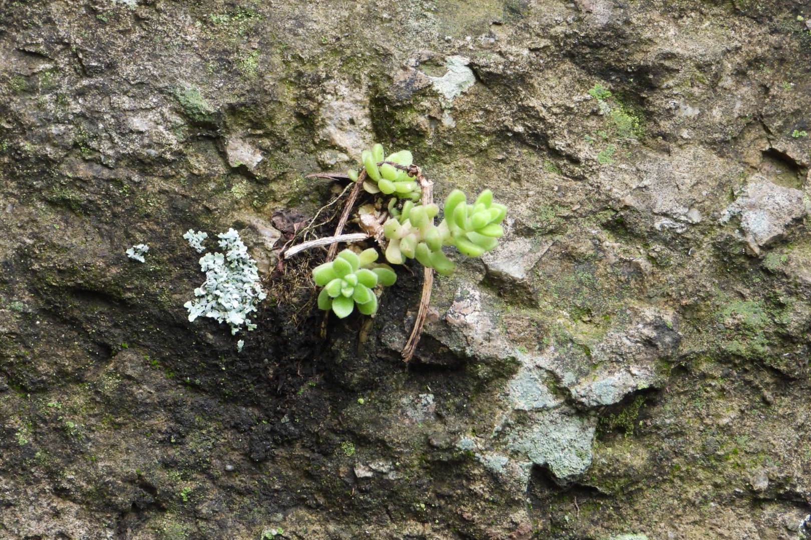Imagem de sedum