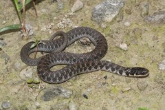 Clonophis kirtlandii