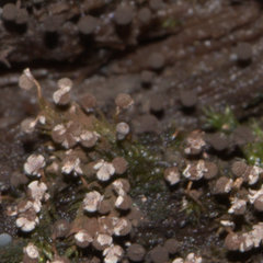 Cribraria intricata