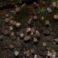Cribraria intricata