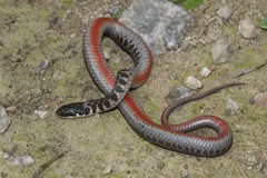 Clonophis kirtlandii