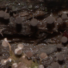 Cribraria intricata