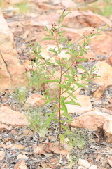 Dodonaea hispidula