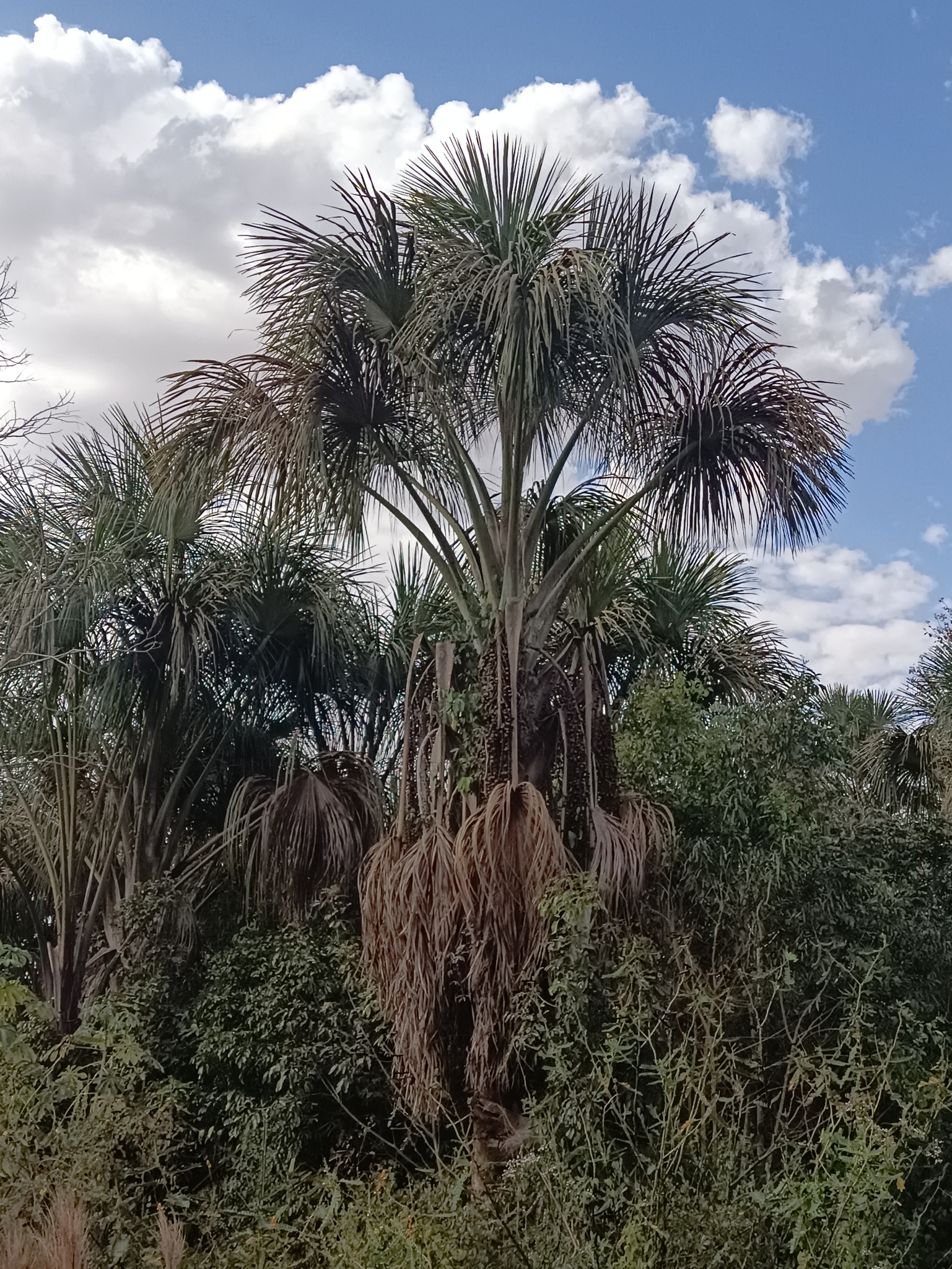 Mauritia flexuosa
