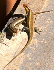 Trachylepis wahlbergii