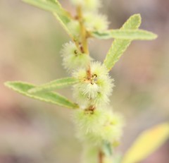 Triumfetta plumigera