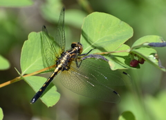 Leucorrhinia intacta