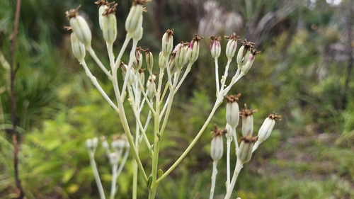 Image of Arnoglossum ovatum by (c) Athena Philips, some rights reserved (CC BY)