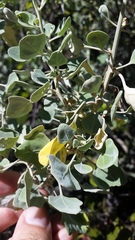 Chenopodium oahuense