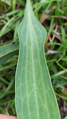 Image of Arnoglossum ovatum by (c) Athena Philips, some rights reserved (CC BY)