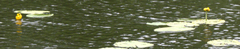 Nuphar variegata
