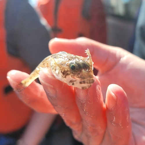 Noordelijke kam-donderpad (Icelinus borealis) — Cottidae — 3