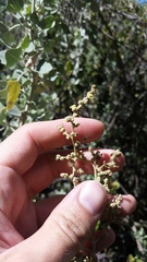 Chenopodium oahuense