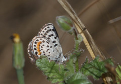 Euphilotes bernardino