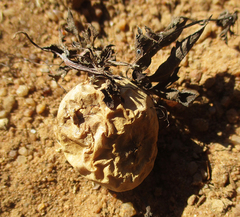 Trochomeria macrocarpa