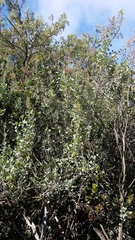 Chenopodium oahuense