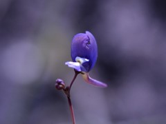 Utricularia leptoplectra