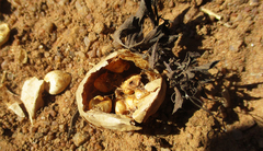 Trochomeria macrocarpa