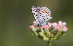 Euphilotes bernardino
