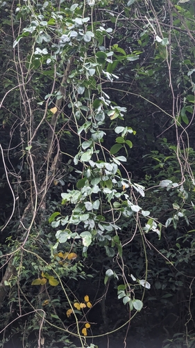 Entada tonkinensis, photograph 3
