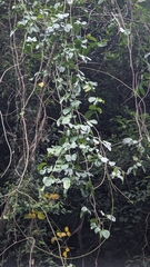 Entada tonkinensis, photograph Cheng-Te Hsu, CC BY, iNaturalist via GBIF