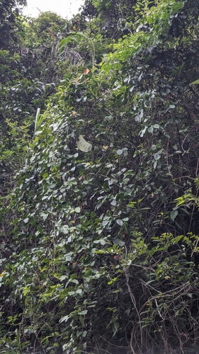 Entada tonkinensis, photograph 4