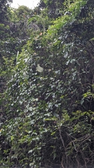 Entada tonkinensis, photograph Cheng-Te Hsu, CC BY, iNaturalist via GBIF