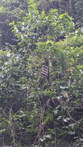 Entada tonkinensis, photograph 5