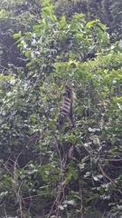 Entada tonkinensis, photograph Cheng-Te Hsu, CC BY, iNaturalist via GBIF